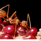Image for article titled The most advanced hive mind in the jungle